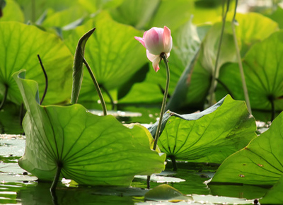 Feng Shui - im Garten - Gibt dem Körper und Seele