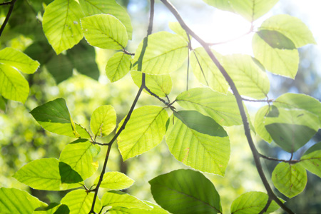 Feng Shui - und das Licht - Tageslichteinfluss und  optimale Beleuchtung - wichtige Gestaltungselemente in Räumen